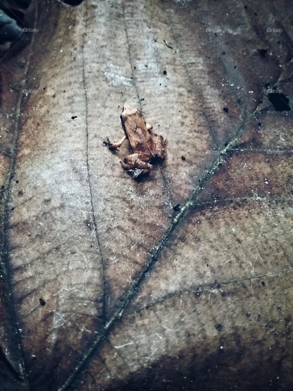 Pequenina surpresa entre as folhas da floresta escura.