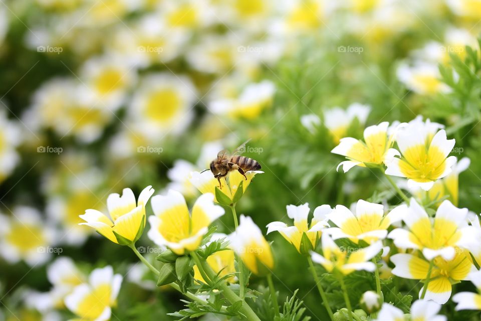 Limnanthes douglasii flowers in field