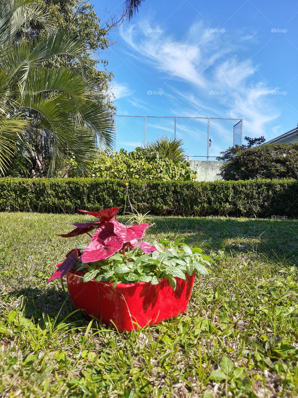 arranjo com begônia rex