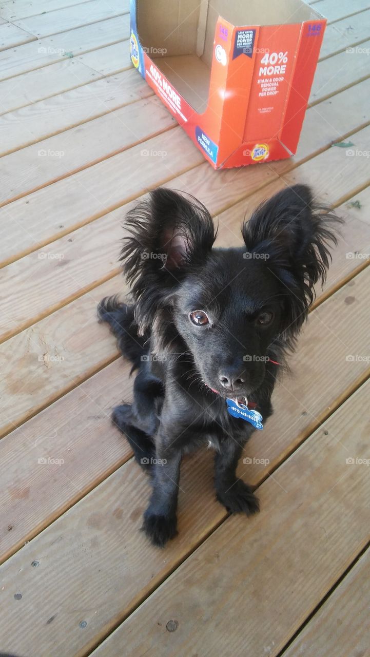 black Chihuahua sitting cute puppy dog little family pet friend deck outside box advertisement tide detergent deck wood