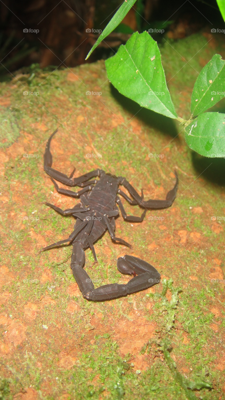 insect wild scorpion nature by izabela.cib