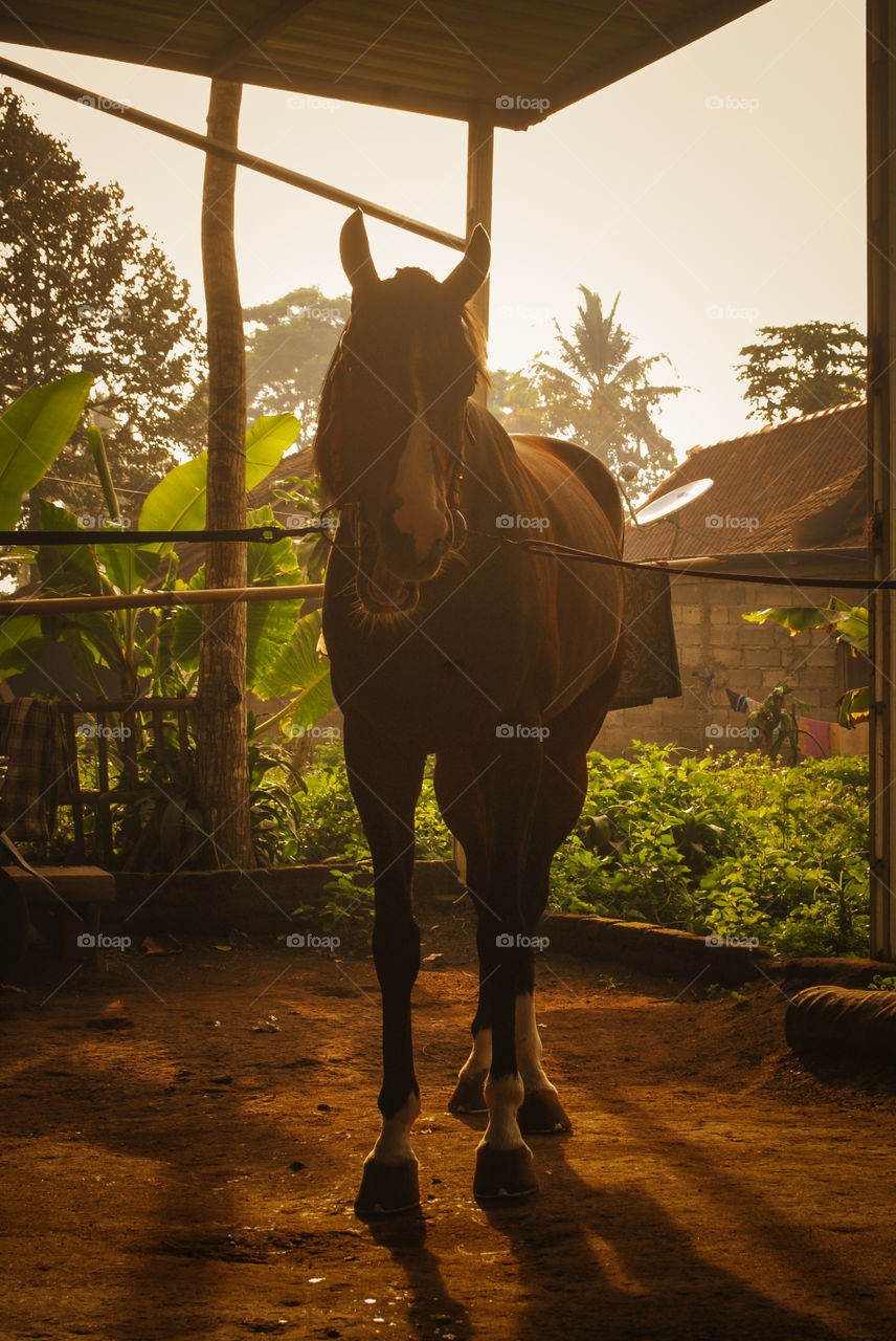 kuda balap didaerah senjoyo jateng indonesia