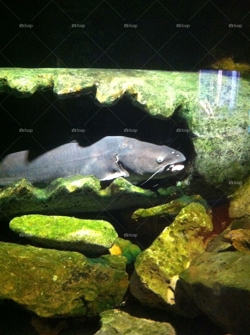 Catfish . Huge catfish in the Oklahoma Aquarium. 