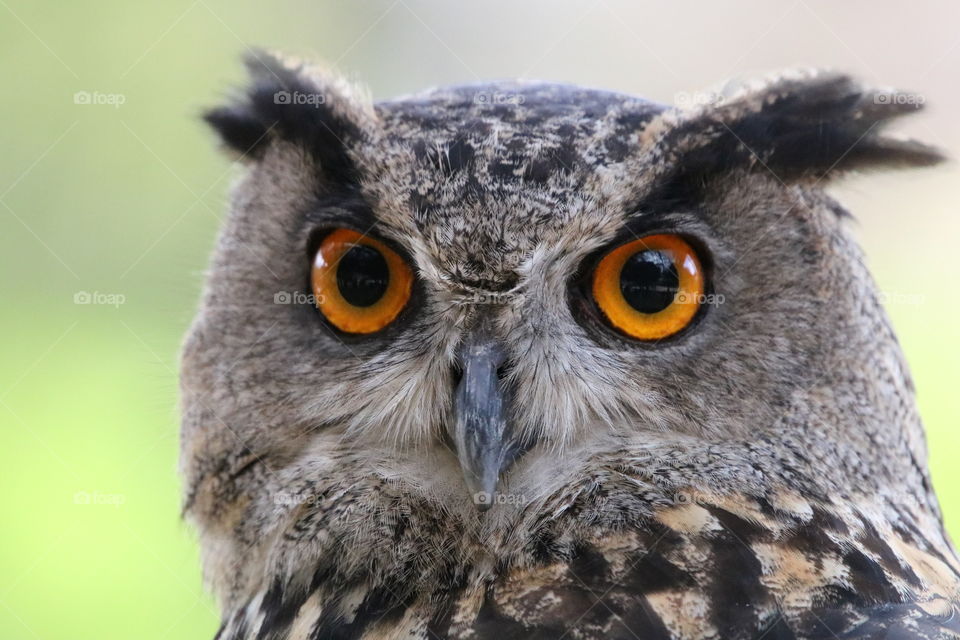 owl portrait