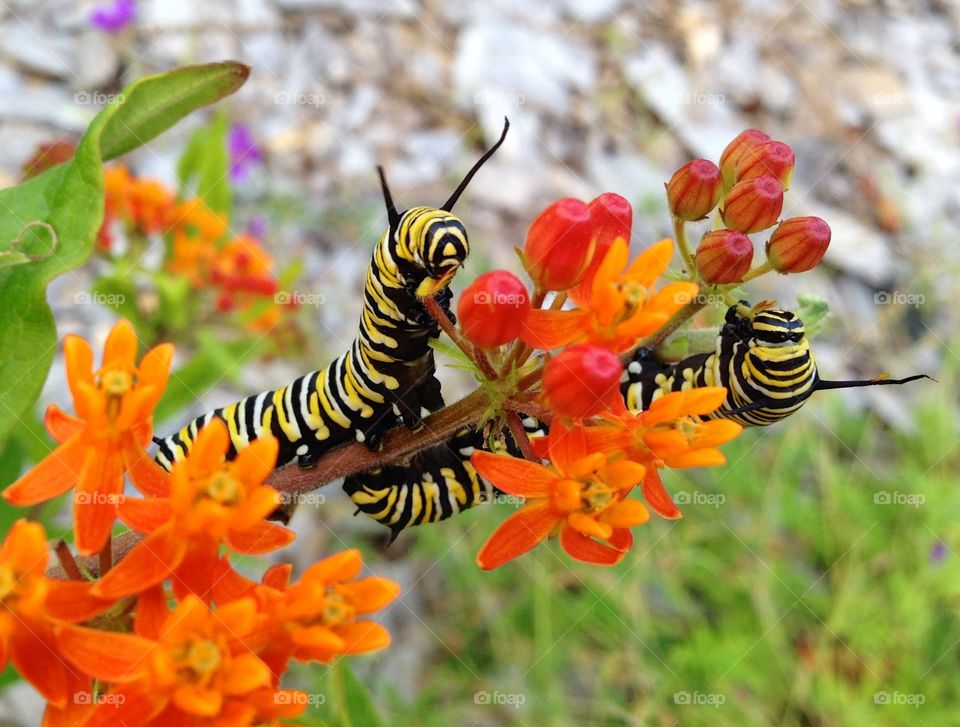 Monarch Caterpillars 