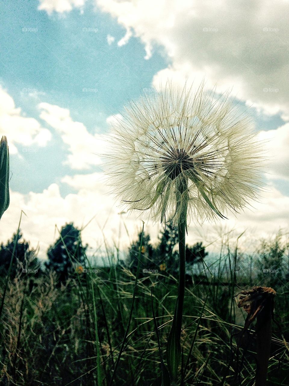 Dandelion, Grass, No Person, Sky, Summer