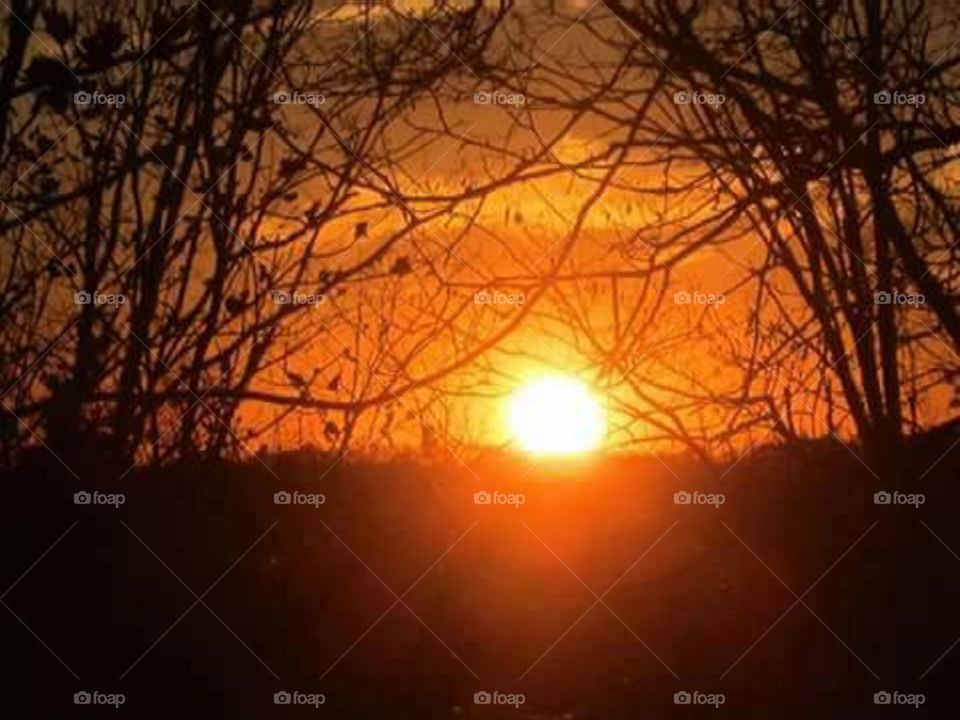 Tree, Dawn, Sun, Sunset, Landscape