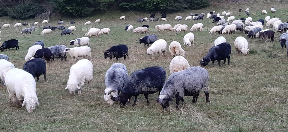 sheep herds in the mountains
