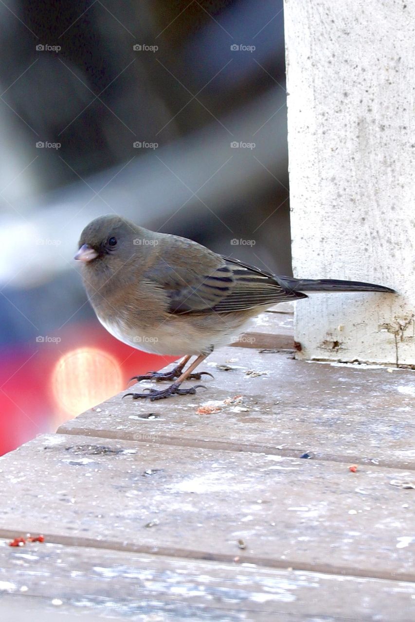 Dark eyed junco