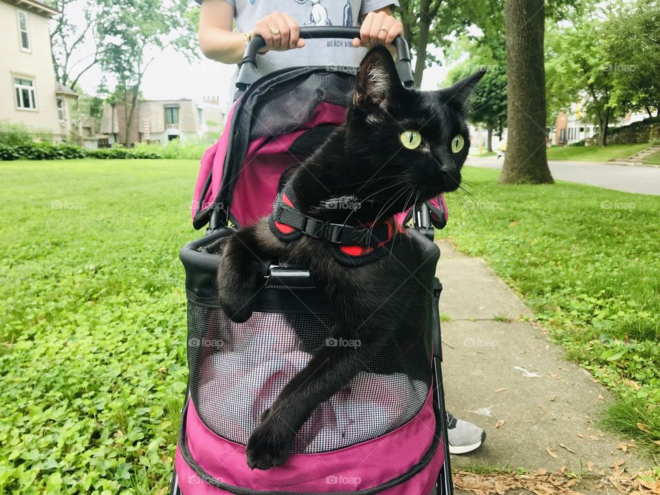 Pushing this darling black cat in a stroller is healthy both mentally and physically!! 