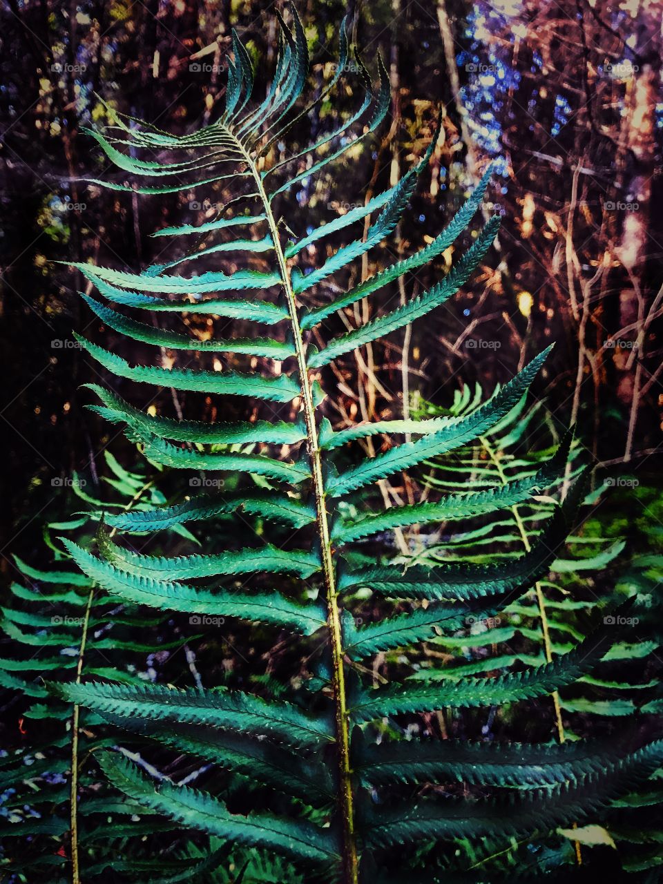 Close-up of fern