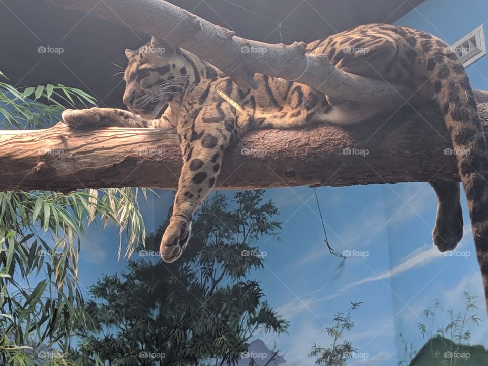 Catnap Craze. Don't wake me up! Says Kashi the Clouded Leopard.