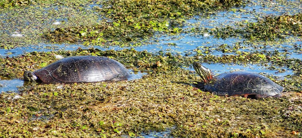 My neighbourhood turtles Boucherville Québec 