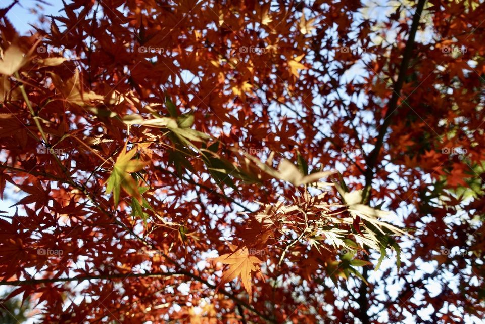Red Autumn Leaves