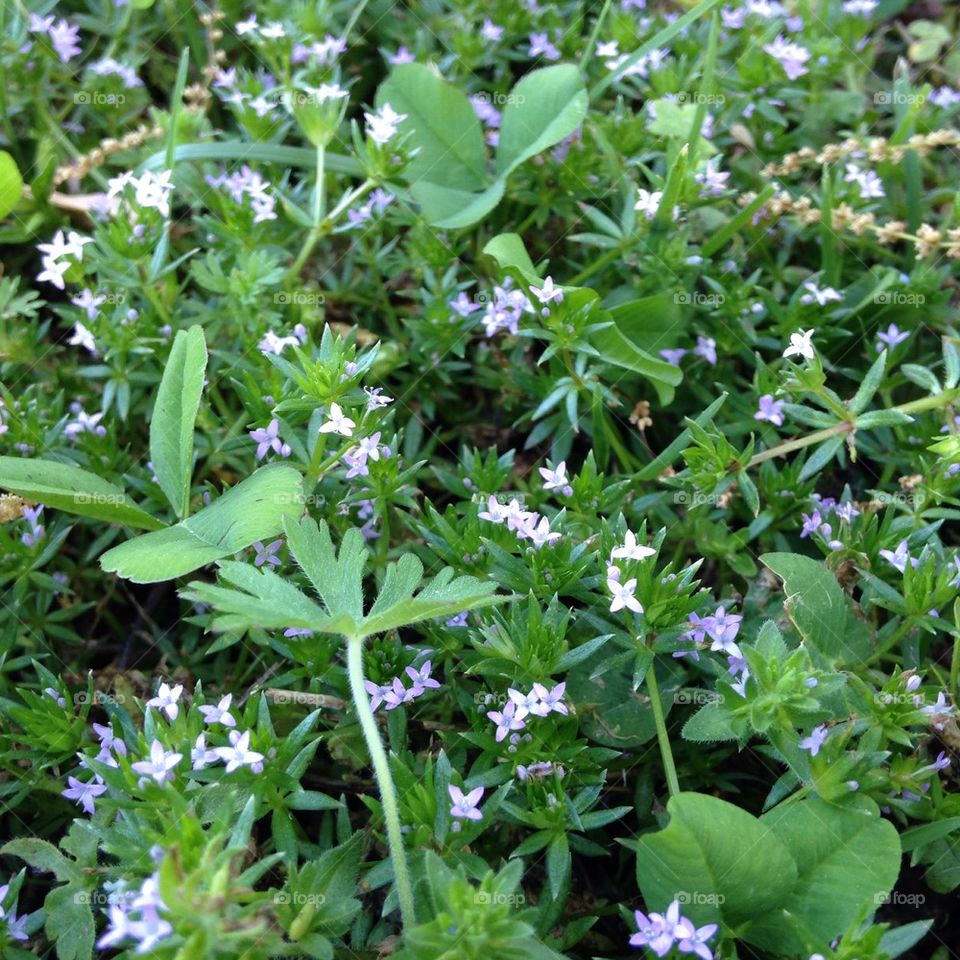 Flower patch