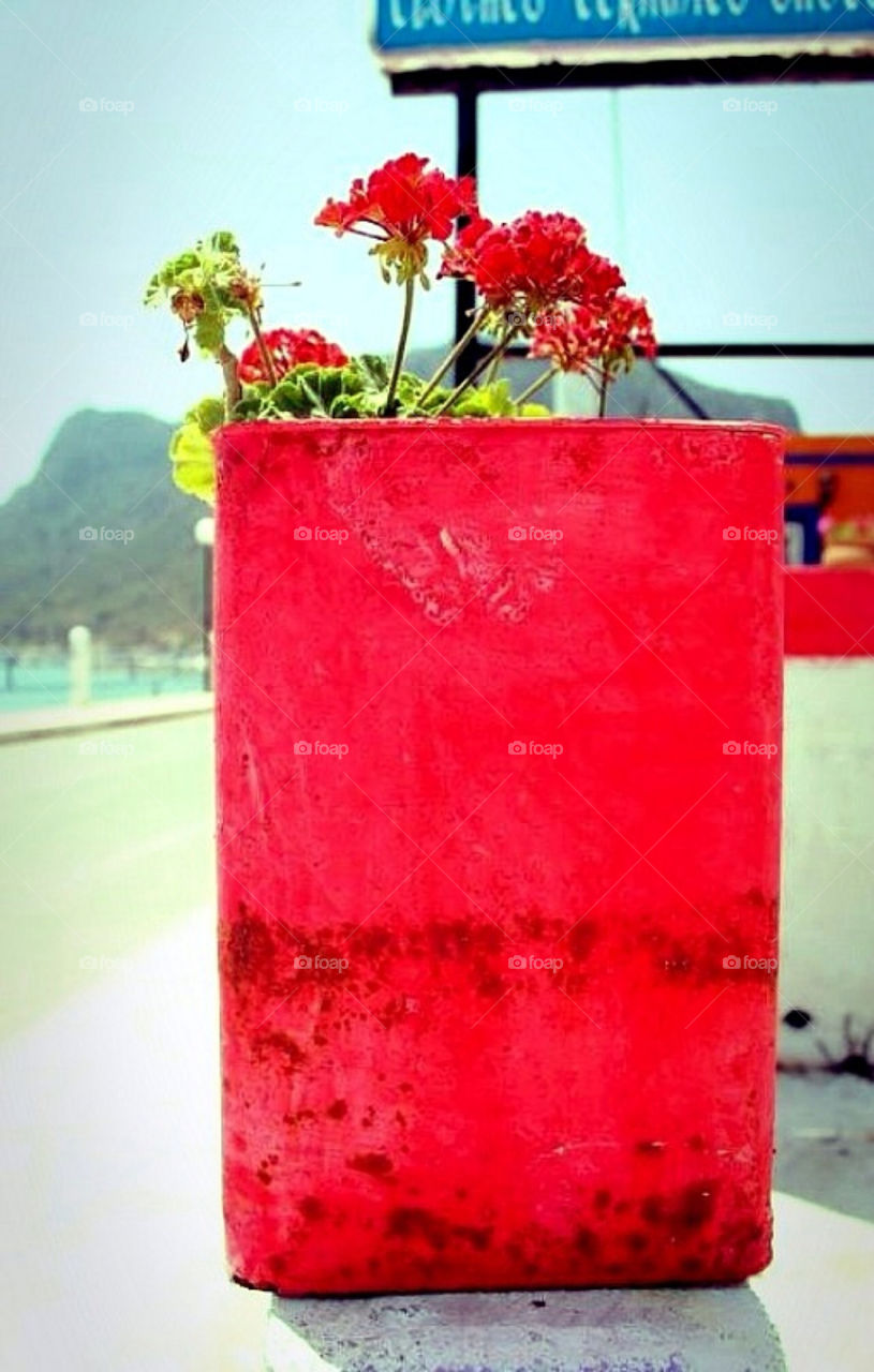 street flowers red travel by merethe