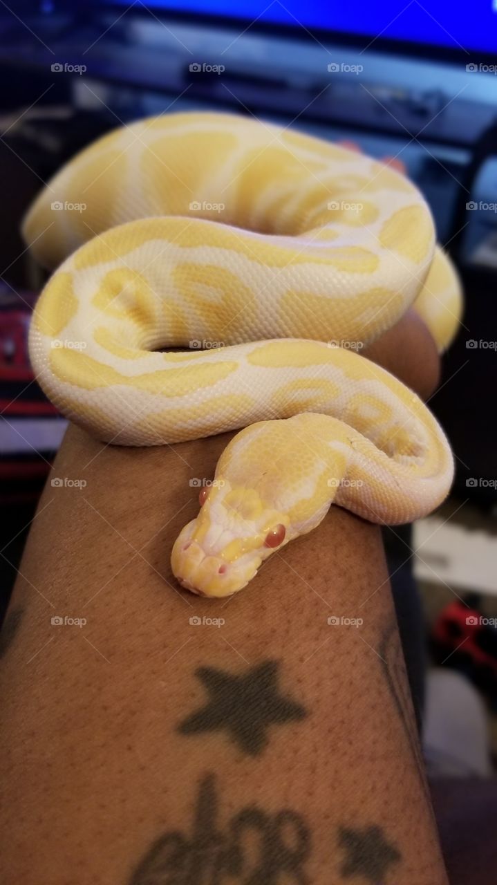albino python
