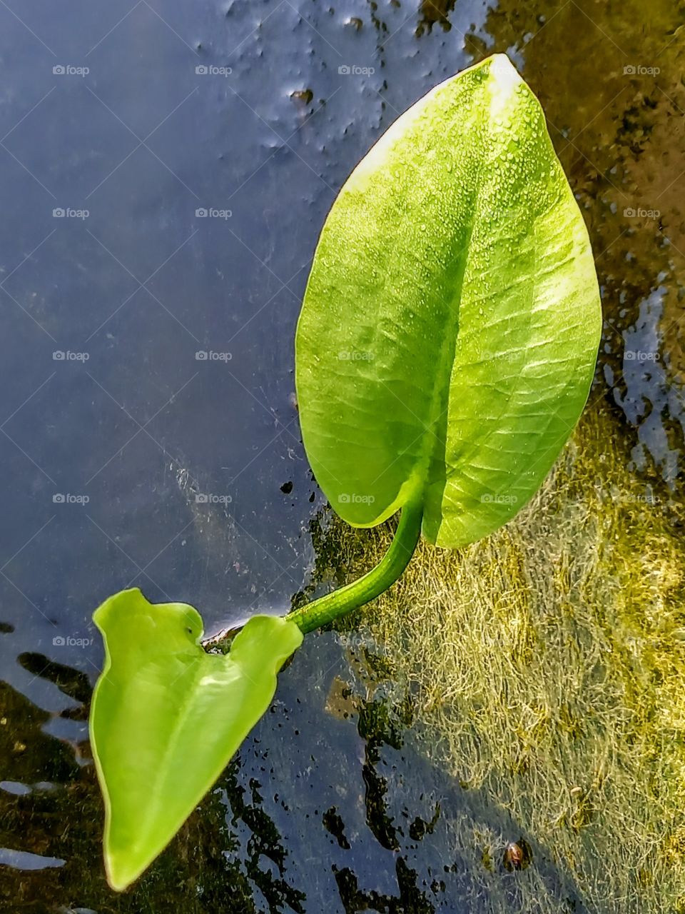 plant portrait