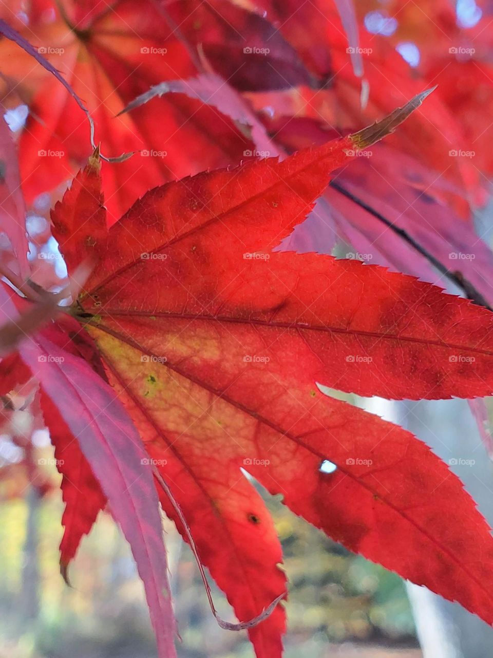 colorful leaves, fall, autumn, red 🍁 leaves