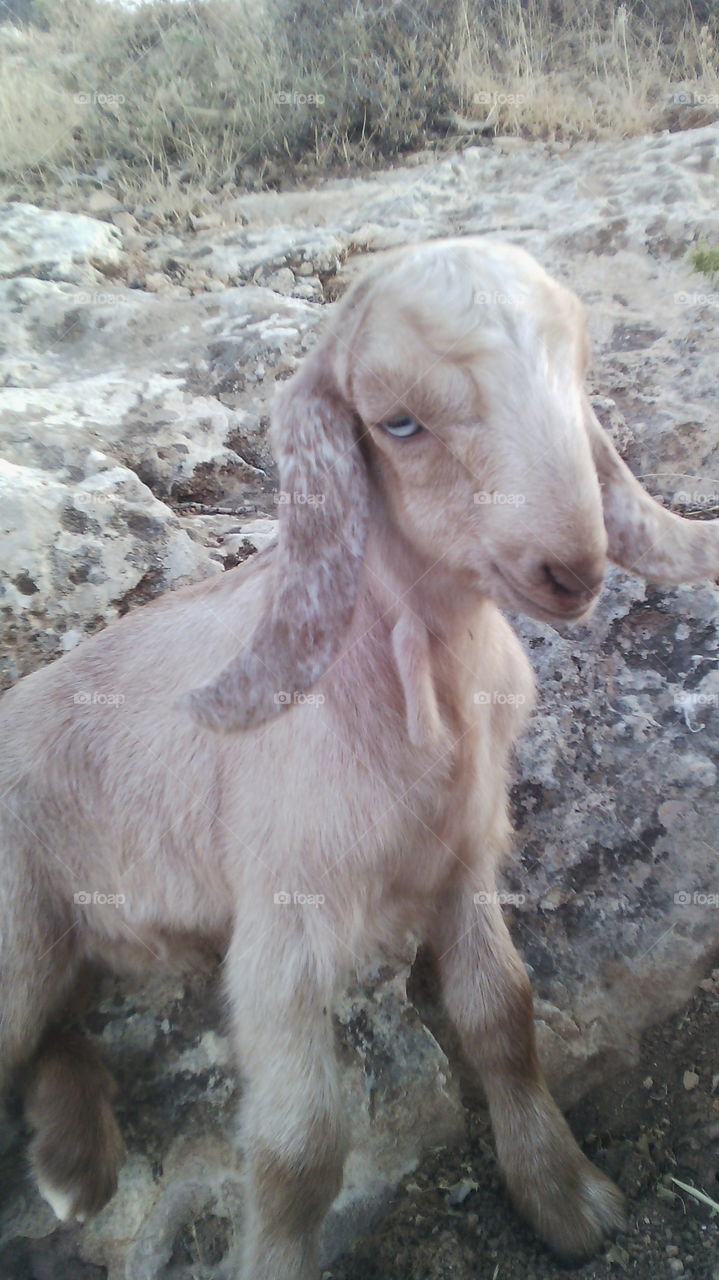 baby 1 week old goat. it looks cute. so i took a picture