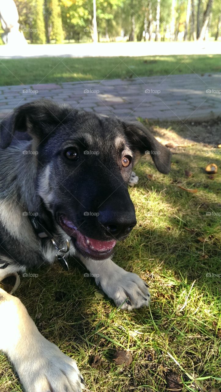 Little baby Arsa is out for a walk