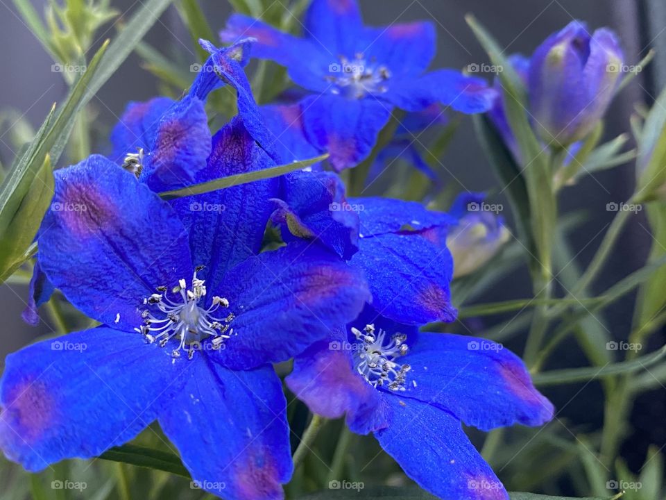 Blue flowers 