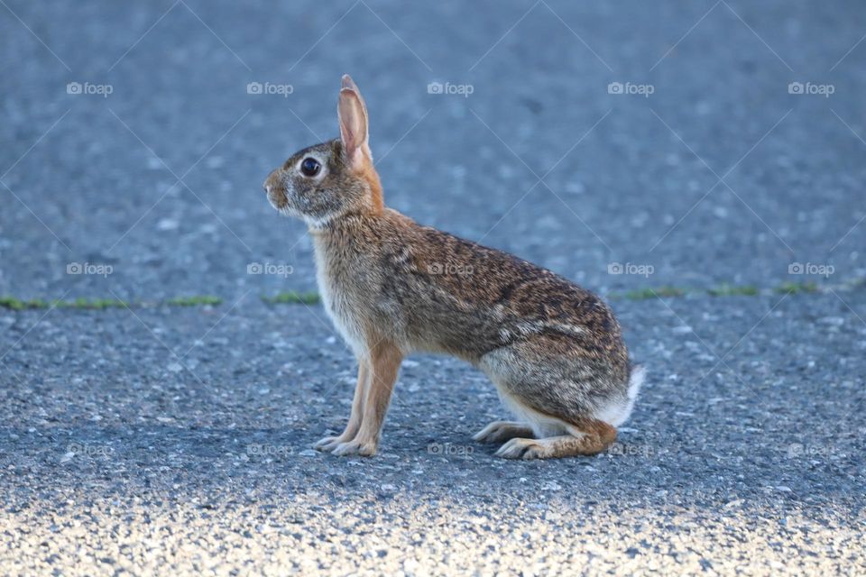 Rabbit sitting 