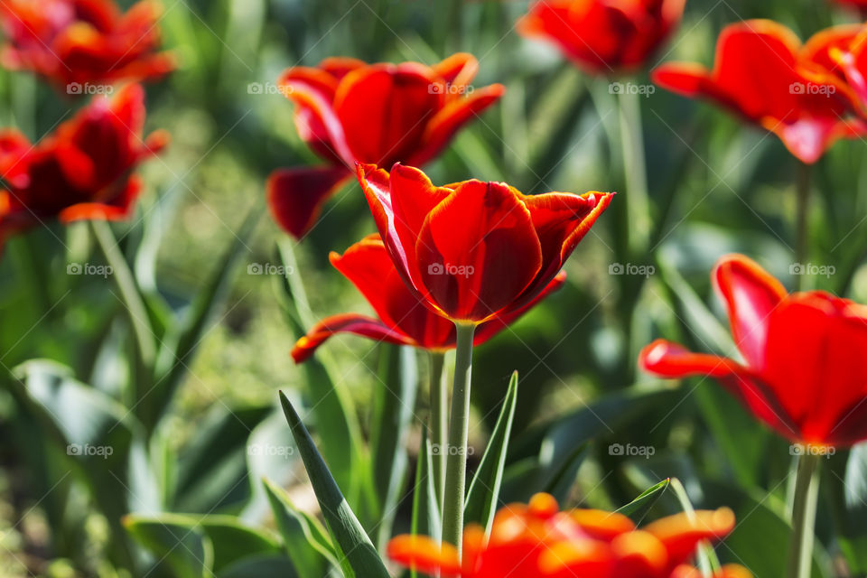 Field of beautiful fiery red tulips in the sun