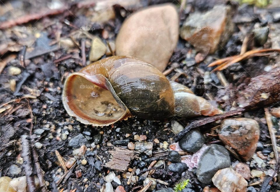 An empty conch shell on the ground