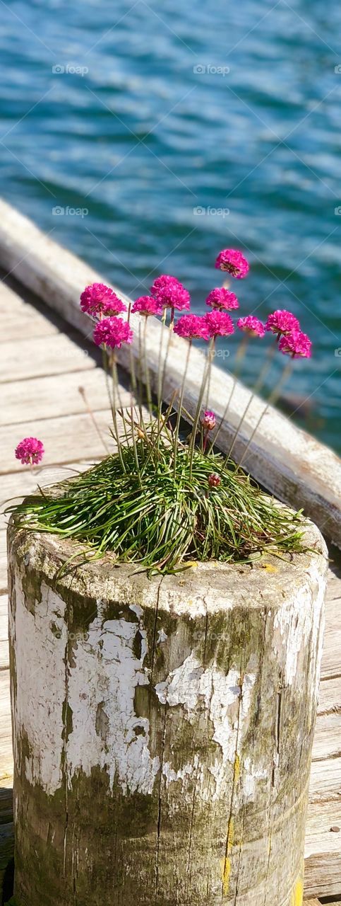 Beauty by the harbour 