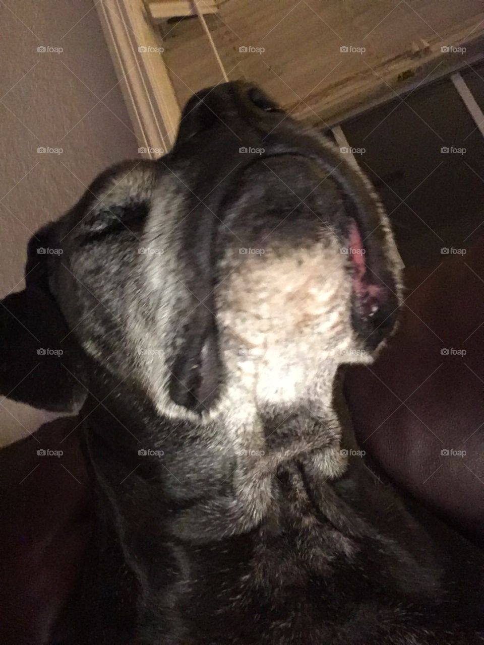 I’m all that and a bag of chips! I’m to sexy for my fur! I’m eight years old and I still got it!