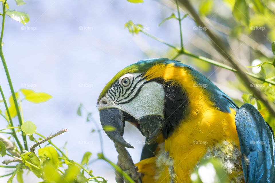 Giselle, The cutest Macaw