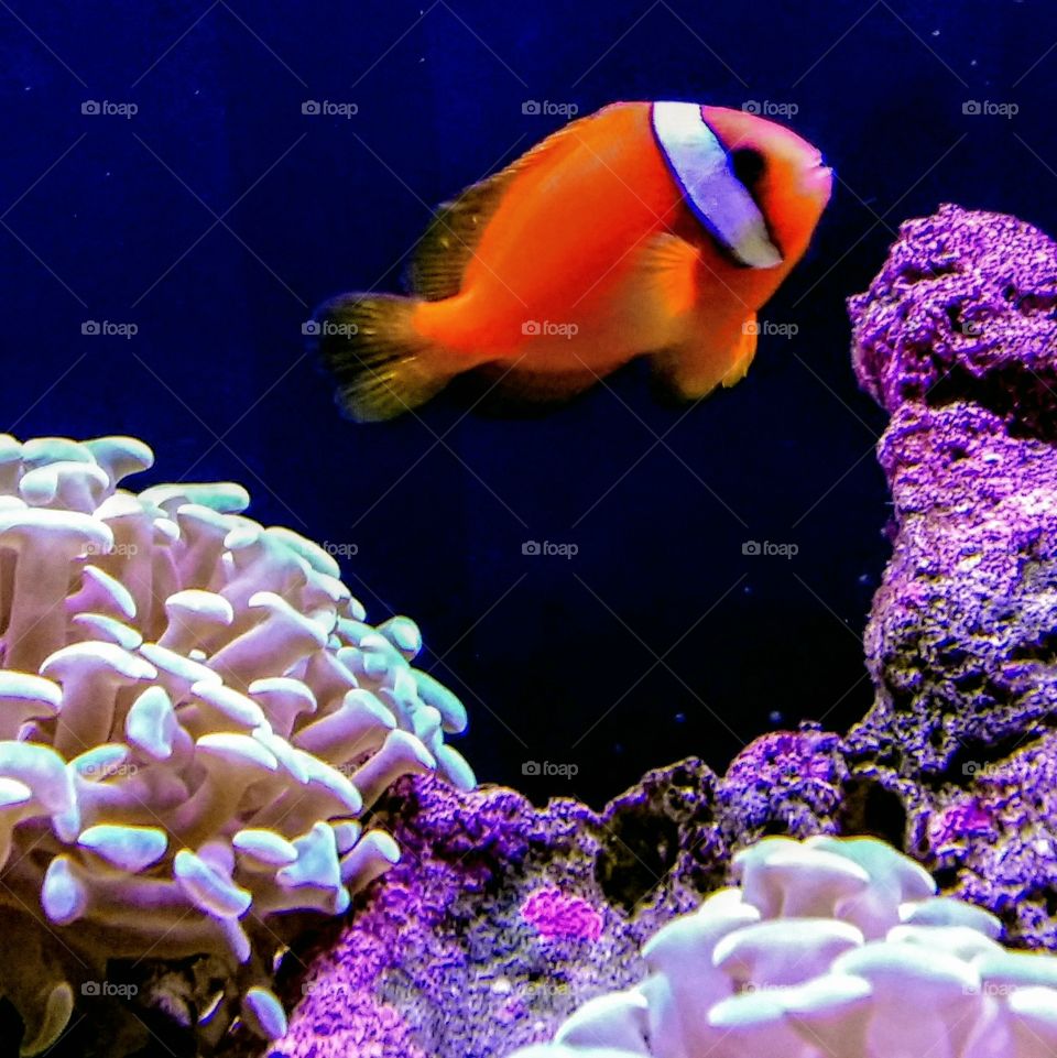 A tropical fish amid coral and sea anemones
