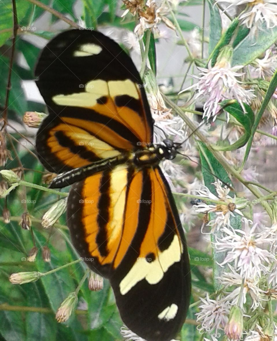 Butterfly, Insect, Nature, Wing, Monarch
