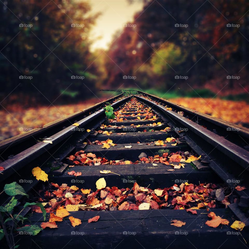 Fallen autumn leaves on railroad track