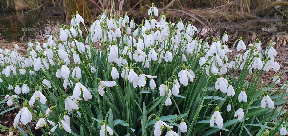 Snowdrops
