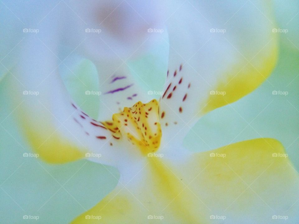 Orchid in close up