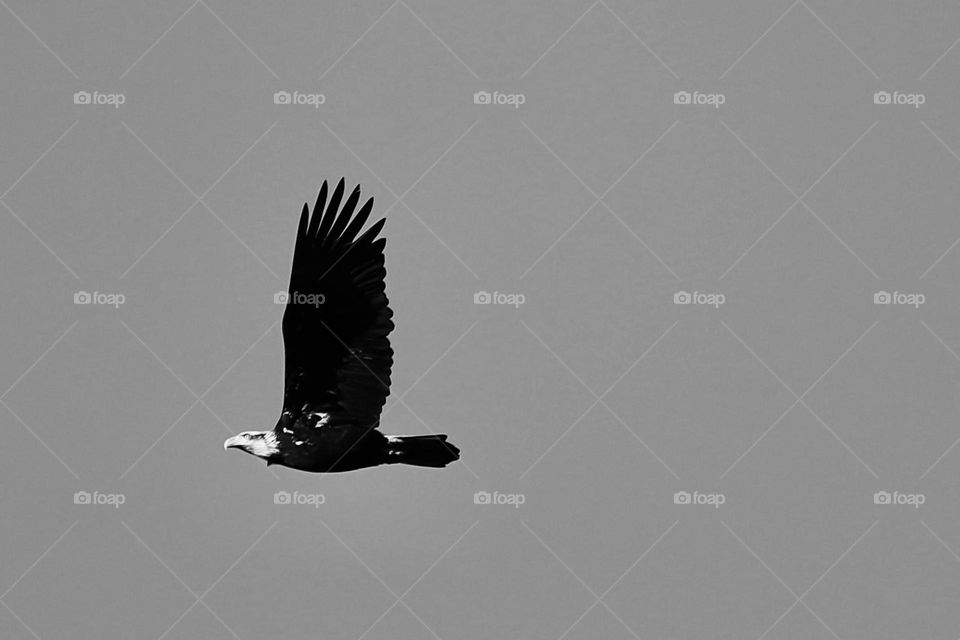 A juvenile bald eagle flies over the coast of the Puget Sound near Tacoma, Washington 