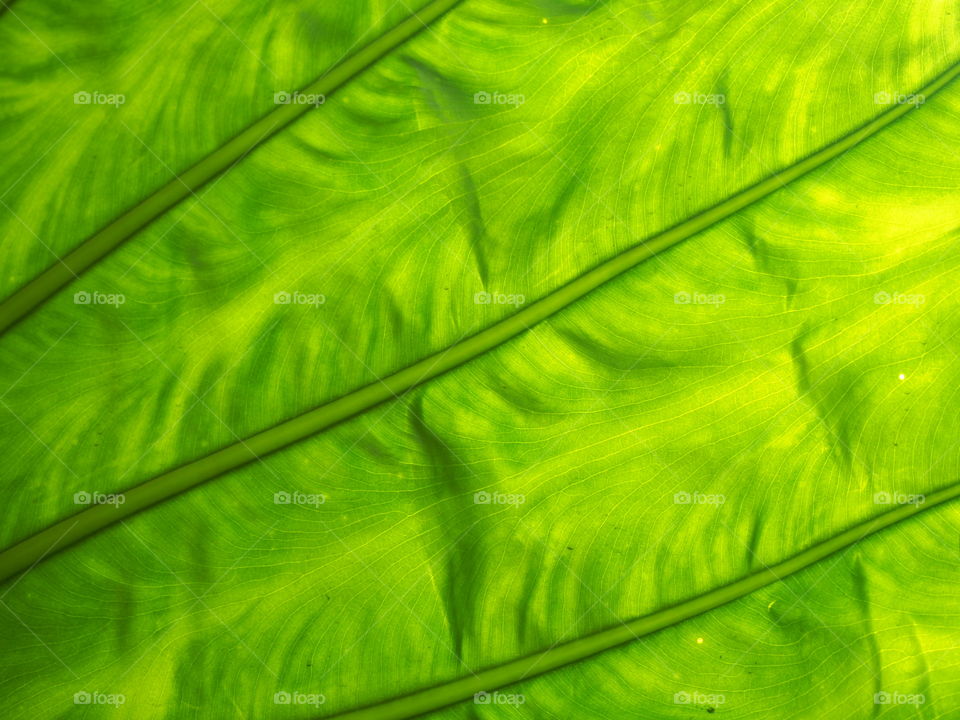 Detail of leaf