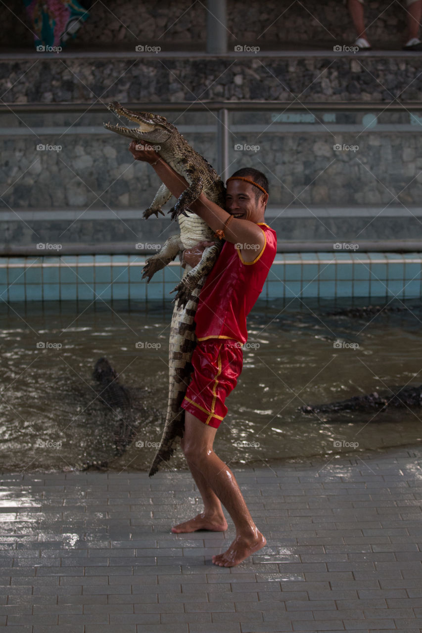 Crocodile show