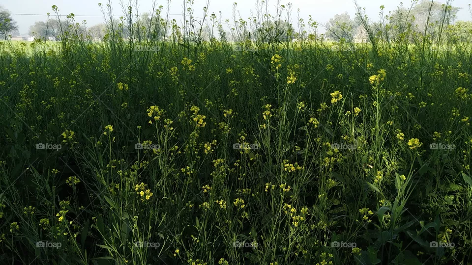 mustard