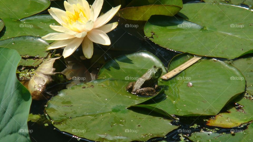 Frog in the pond