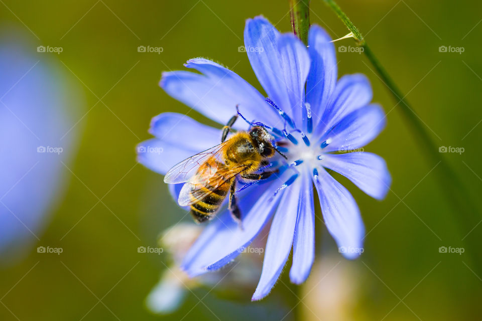 Cornflowee, Blue Flower, Wasp, Green background