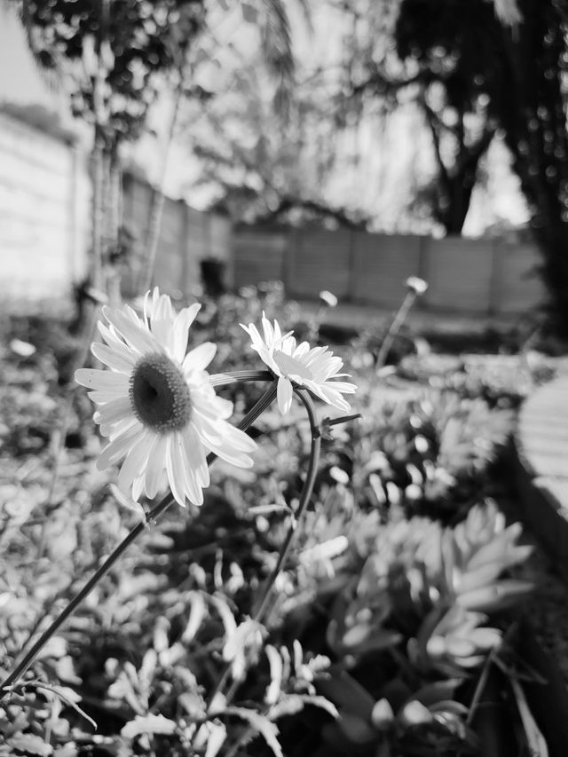 Daisy flowers