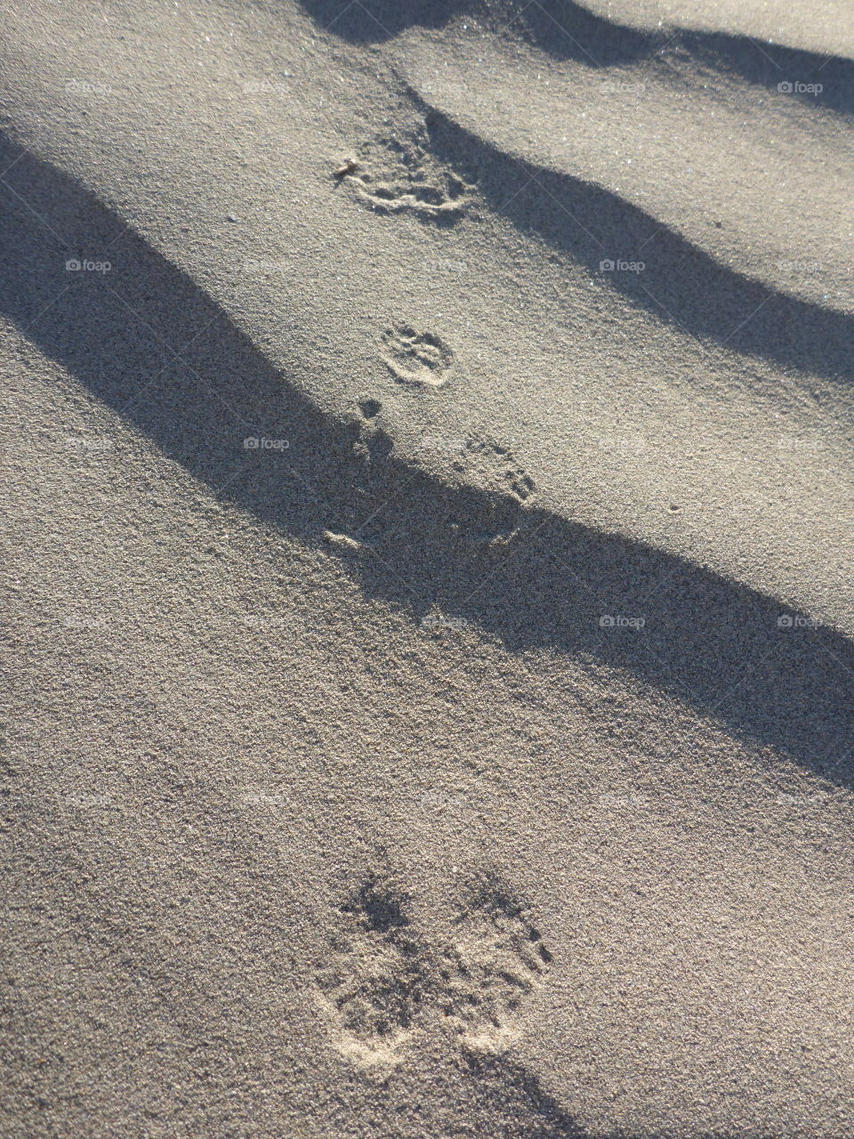Animal track