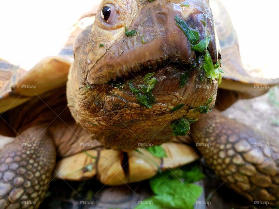 Messy Tortoise begging for more lunch