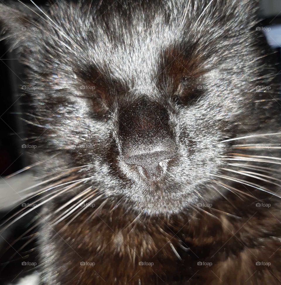 Cat, Fur, Whisker, Mammal, Animal