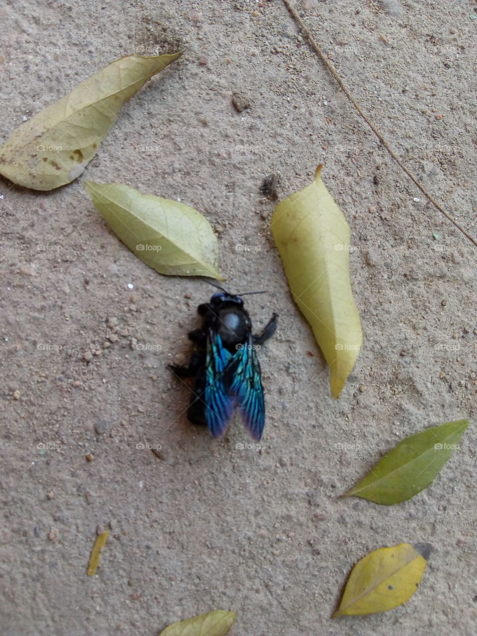 Carpenter bee