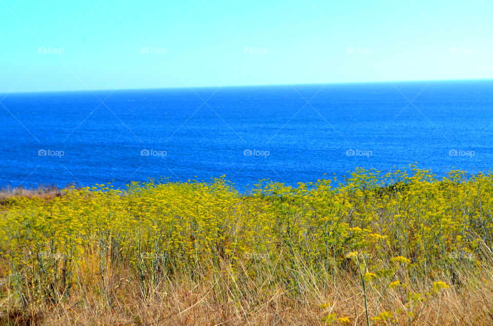 Yellow Flowers