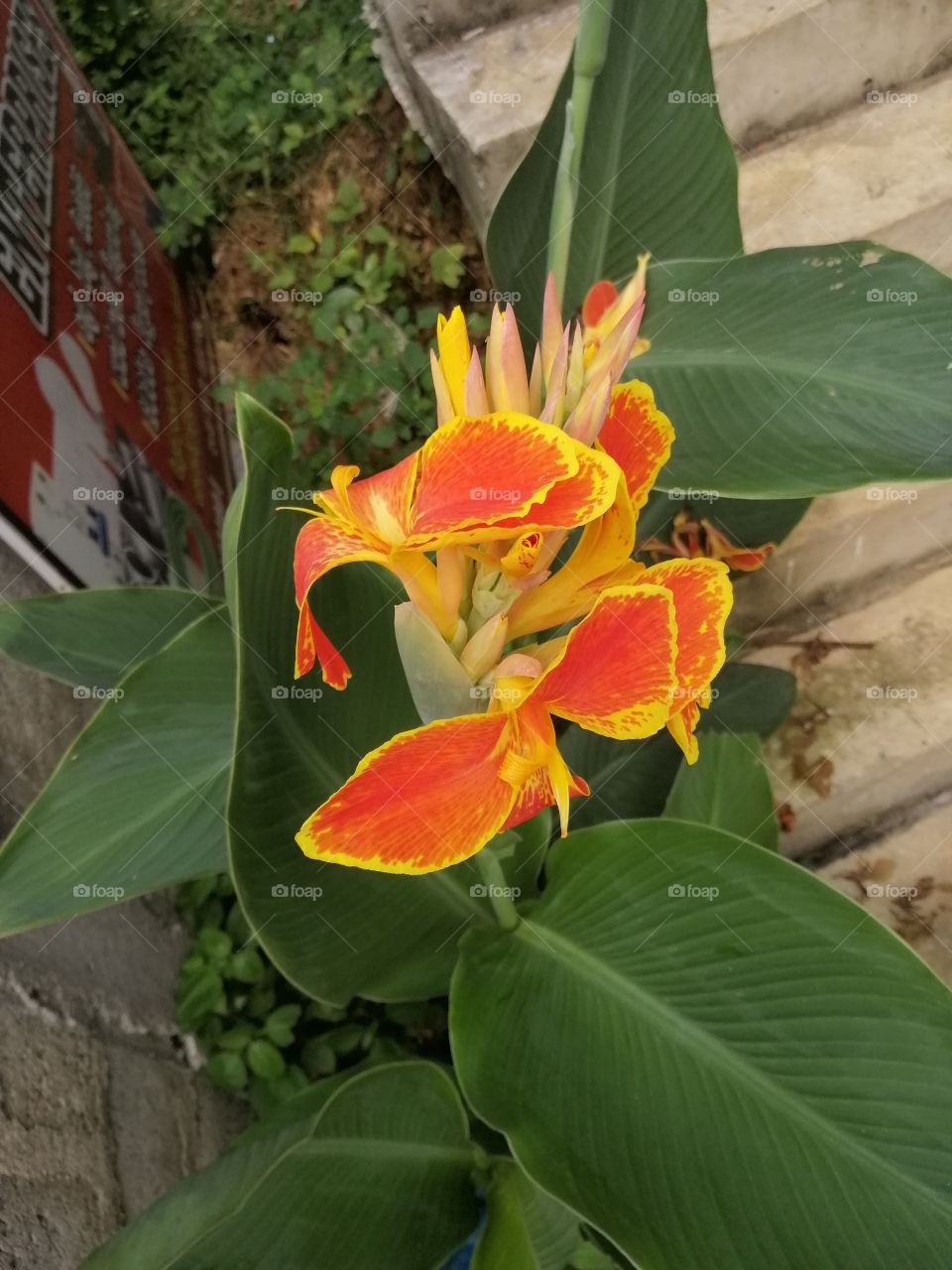 Beautiful 😍 Flower